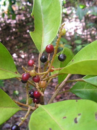 Hieronyma alchorneoides © <a rel="nofollow" class="external text" href="https://www.flickr.com/people/43541109@N02">Tarciso Leão</a> from Saint Paul, MN