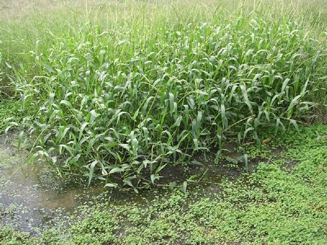 Hymenachne amplexicaulis © Photo © Chris Gardiner, James Cook University -- US Forest Service, Pacific Island Ecosystems at Risk (PIER)