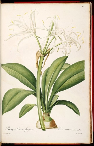 Hymenocallis fragrans © P.J. Redouté