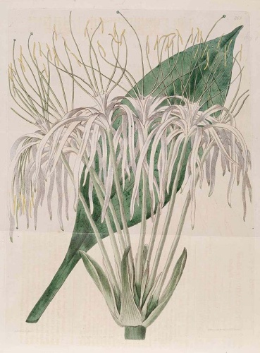 Hymenocallis tubiflora © Botanical Register