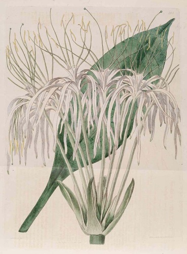 Hymenocallis tubiflora &copy; Botanical Register