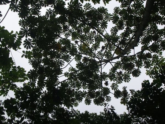 Ischnosiphon arouma &copy; <a href="//commons.wikimedia.org/w/index.php?title=User:Marialecr10&amp;action=edit&amp;redlink=1" class="new" title="User:Marialecr10 (page does not exist)">Mariale</a>