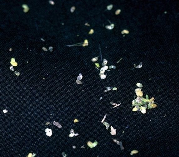 Lemna valdiviana &copy; Robert H. Mohlenbrock