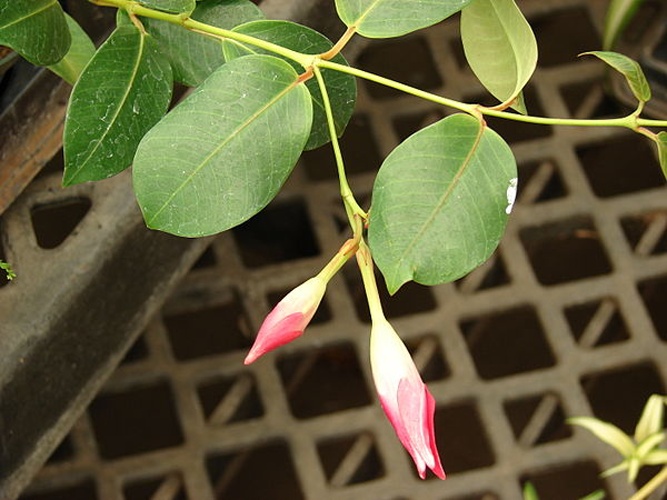 Mandevilla splendens © <a rel="nofollow" class="external text" href="http://www.hear.org/starr/">Forest &amp; Kim Starr</a>