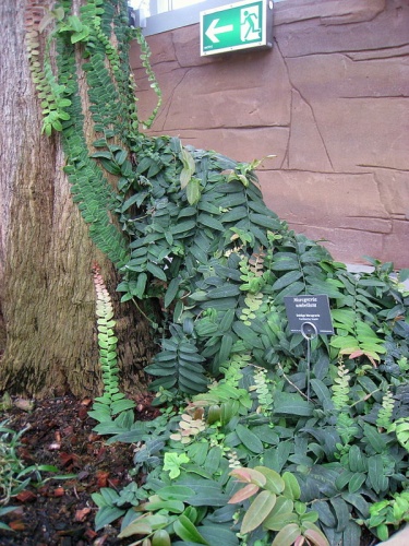 Marcgravia umbellata © <a href="//commons.wikimedia.org/wiki/User:Daderot" title="User:Daderot">Daderot</a>