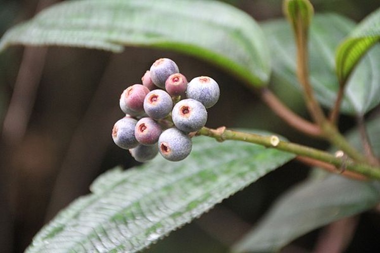 Miconia mirabilis &copy; <a href="//commons.wikimedia.org/wiki/User:Bjoertvedt" title="User:Bjoertvedt">Bjoertvedt</a>