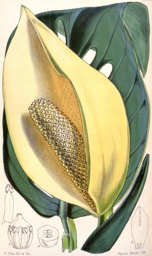 Monstera adansonii © <a href="https://en.wikipedia.org/wiki/Walter_Hood_Fitch" class="extiw" title="en:Walter Hood Fitch">W. Fitch</a> (d. 1892)