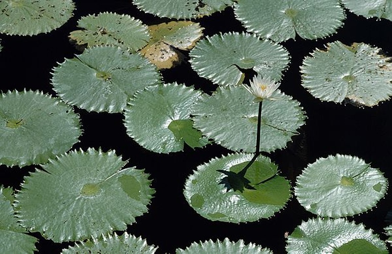 Nymphaea ampla © Reinhard Jahn, Mannheim