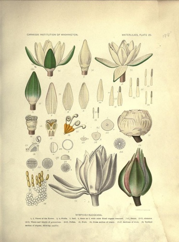 Nymphaea rudgeana &copy; H. S.Conard