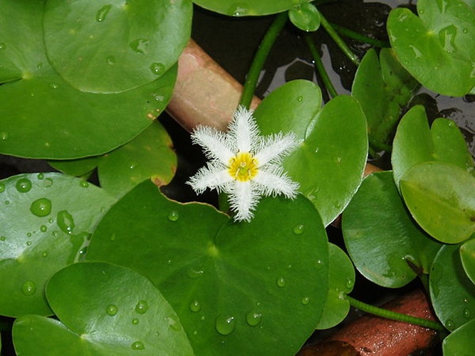 Nymphoides indica &copy; <a href="//commons.wikimedia.org/wiki/User:E.jaser" title="User:E.jaser">Edward Jaser</a>