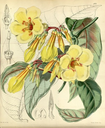 Odontadenia macrantha &copy; W.J.Hooker