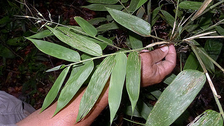 Olyra latifolia © <a rel="nofollow" class="external text" href="https://www.flickr.com/people/12589168@N00">Alex Popovkin, Bahia, Brazil</a>