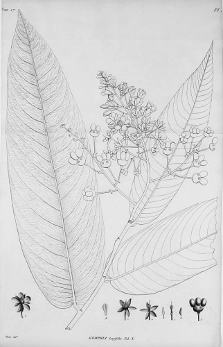 Ouratea longifolia © <a href="https://fr.wikipedia.org/wiki/Toussaint-Fran%C3%A7ois_Node-V%C3%A9ran" class="extiw" title="fr:Toussaint-François Node-Véran">Véran</a> del.t.