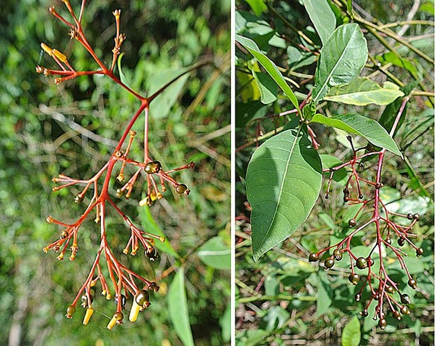 Palicourea crocea © <a rel="nofollow" class="external text" href="https://www.flickr.com/people/92252798@N07">Dick Culbert</a> from Gibsons, B.C., Canada