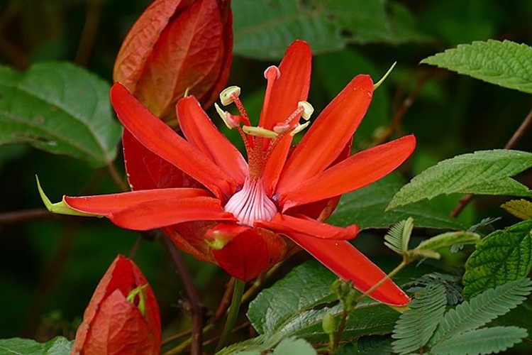 Passiflora coccinea &copy; <a rel="nofollow" class="external text" href="https://www.flickr.com/people/65695019@N07">Bernard DUPONT</a> from FRANCE
