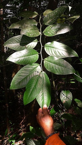 Piper arboreum © <a rel="nofollow" class="external text" href="https://www.flickr.com/people/12589168@N00">Alex Popovkin, Bahia, Brazil</a> from Brazil
