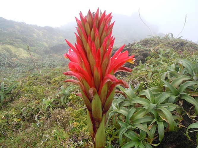 Pitcairnia bifrons © <a href="//commons.wikimedia.org/wiki/User:Patrice78500" title="User:Patrice78500">Patrice78500</a>