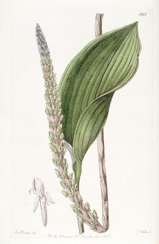 Prescottia stachyodes © <a href="https://en.wikipedia.org/wiki/Sarah_Drake" class="extiw" title="en:Sarah Drake">Miss Drake</a> (1803-1857) del., J. Watts sc.