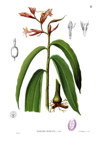 Renealmia alpinia &copy; Francisco Manuel Blanco (O.S.A.)