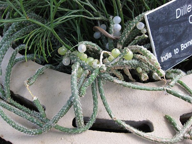 Rhipsalis baccifera &copy; Raffi Kojian