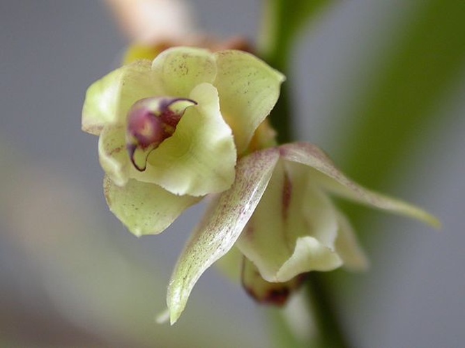 Scaphyglottis modesta © <a href="//commons.wikimedia.org/wiki/User:Dalton_Holland_Baptista" title="User:Dalton Holland Baptista">Dalton Holland Baptista</a>