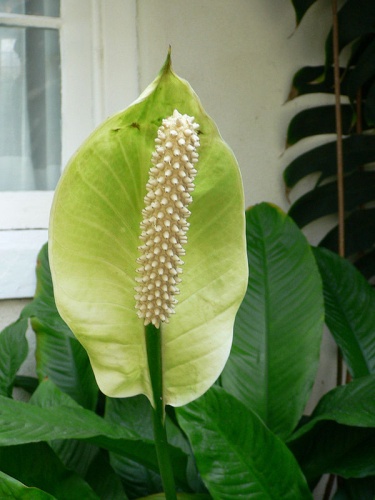 Spathiphyllum floribundum © 