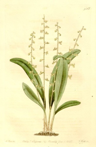 Stelis ophioglossoides © Sydenham Edwards (1768-1819)