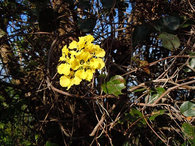 Stigmaphyllon diversifolium &copy; <a href="//commons.wikimedia.org/wiki/User:Patrice78500" title="User:Patrice78500">Patrice78500</a>