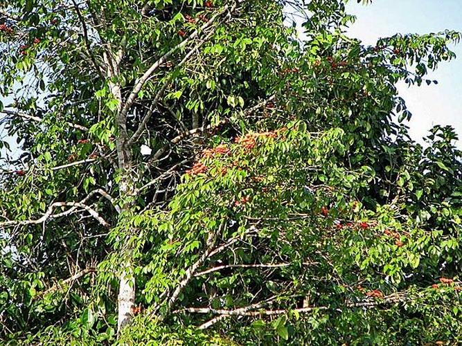 Symphonia globulifera &copy; <a rel="nofollow" class="external text" href="https://www.flickr.com/people/12589168@N00">Alex Popovkin, Bahia, Brazil</a>