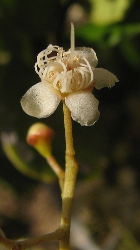 Myrcia guianensis © <a rel="nofollow" class="external text" href="https://www.flickr.com/people/12589168@N00">Alex Popovkin, Bahia, Brazil</a> from Brazil