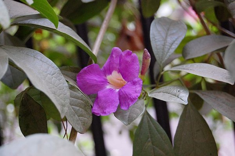 Bignonia magnifica © <a rel="nofollow" class="external text" href="https://www.flickr.com/people/75380256@N06">jayeshpatil912</a>