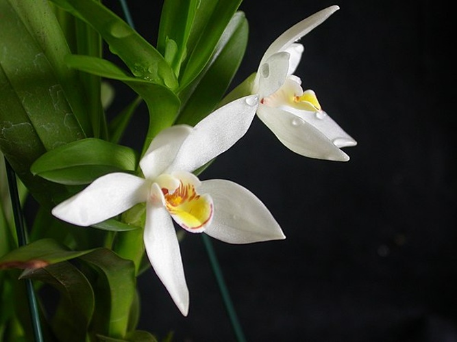 Camaridium ochroleucum &copy; <a href="//commons.wikimedia.org/wiki/User:Dalton_Holland_Baptista" title="User:Dalton Holland Baptista">Dalton Holland Baptista</a>