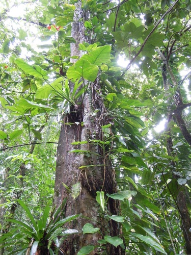 Sloanea truncata &copy; <a href="//commons.wikimedia.org/wiki/User:Patrice78500" title="User:Patrice78500">Patrice78500</a>