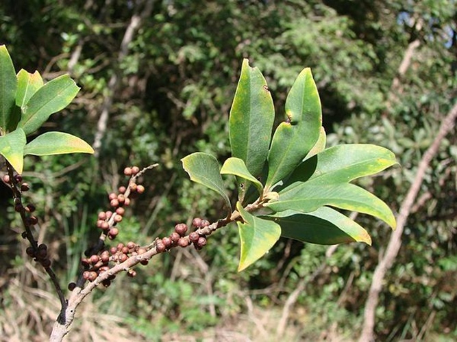 Myrsine coriacea © <a rel="nofollow" class="external text" href="https://www.flickr.com/people/43216777@N04">João Medeiros</a>