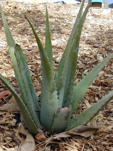 Aloe vera © <a rel="nofollow" class="external text" href="http://www.hear.org/starr/">Forest &amp; Kim Starr</a>