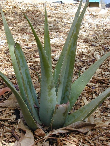 Aloe vera &copy; <a rel="nofollow" class="external text" href="http://www.hear.org/starr/">Forest &amp; Kim Starr</a>