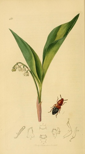 Corticeus bicolor © <bdi><a href="https://en.wikipedia.org/wiki/en:John_Curtis_(entomologist)" class="extiw" title="w:en:John Curtis (entomologist)">John Curtis</a>
</bdi>