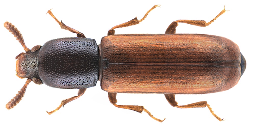 Corticeus linearis &copy; <a rel="nofollow" class="external text" href="https://www.flickr.com/people/30703260@N08">Udo Schmidt</a> from Deutschland