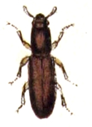 Corticeus unicolor © <bdi><a href="https://www.wikidata.org/wiki/Q18508143" class="extiw" title="d:Q18508143">Emil Hochdanz</a>
</bdi>