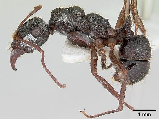 Ectatomma ruidum &copy; April Nobile