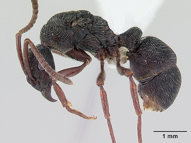 Gnamptogenys striatula &copy; April Nobile