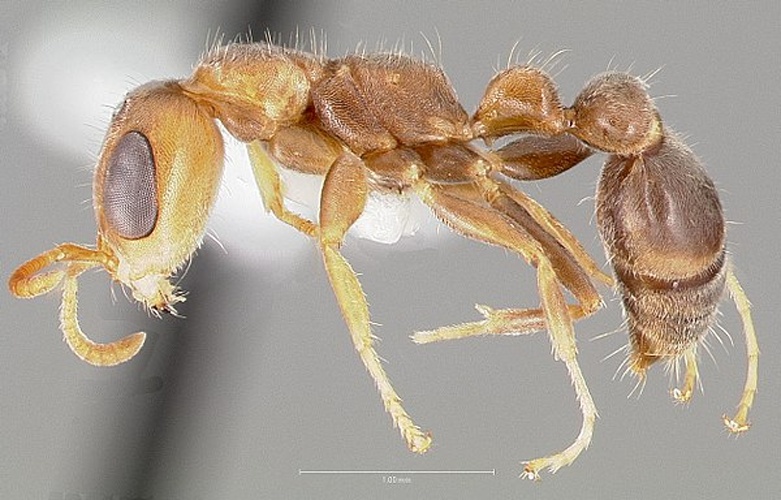 Pseudomyrmex curacaensis &copy; 