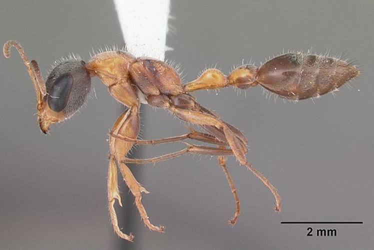 elongate twig ant © April Nobile