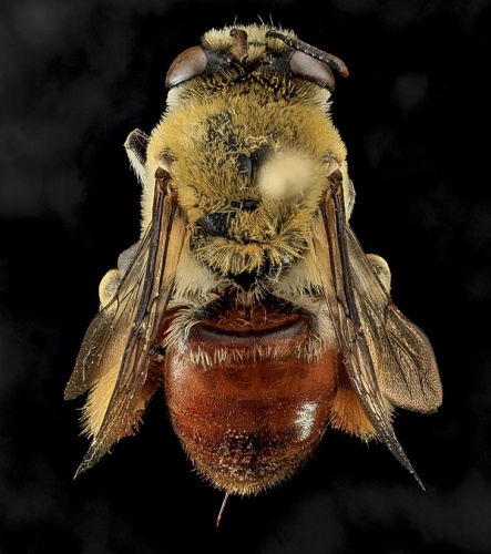 Centris lanipes © <a href="//www.flickr.com/people/54563451@N08" class="extiw" title="flickruser:54563451@N08">Sam Droege</a>