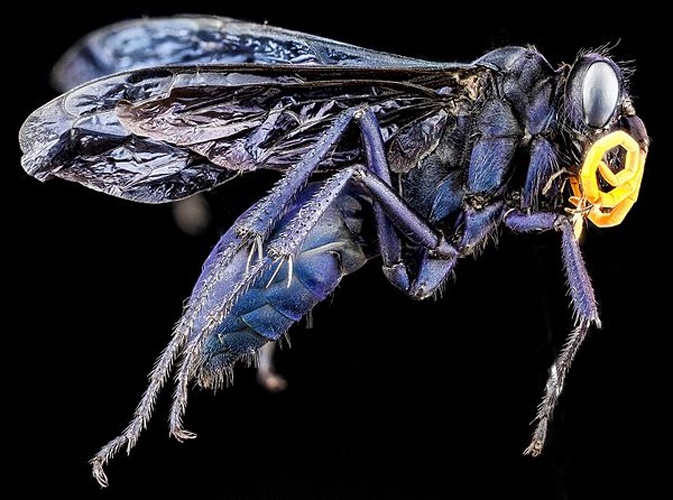 Pepsis ruficornis © USGS Bee Inventory and Monitoring Laboratory