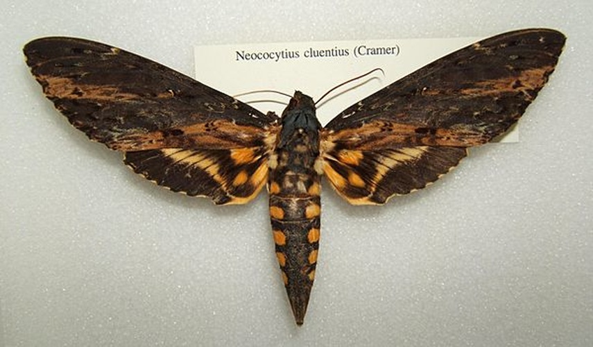 Neococytius cluentius © 