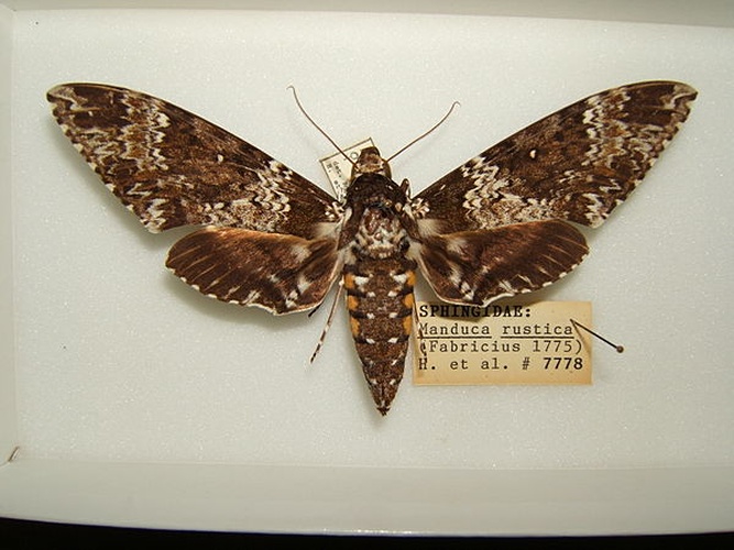 Manduca rustica © No machine-readable author provided. <a href="//commons.wikimedia.org/wiki/User:Kugamazog~commonswiki" title="User:Kugamazog~commonswiki">Kugamazog~commonswiki</a> assumed (based on copyright claims).