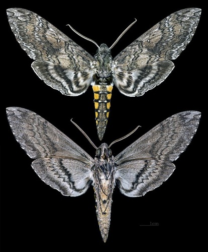 Manduca sexta © <div class="fn value">
<a href="//commons.wikimedia.org/wiki/User:Archaeodontosaurus" title="User:Archaeodontosaurus">Didier Descouens</a>
</div>