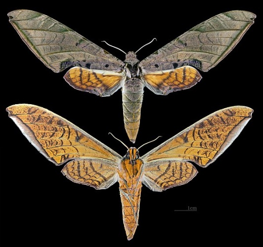 Protambulyx strigilis &copy; <div class="fn value">
<a href="//commons.wikimedia.org/wiki/User:Archaeodontosaurus" title="User:Archaeodontosaurus">Didier Descouens</a>
</div>