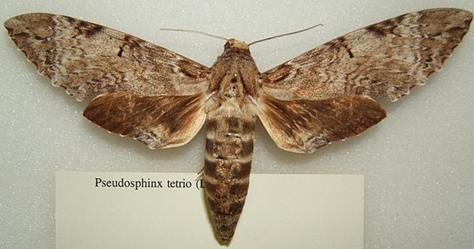 Pseudosphinx tetrio © 